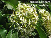 Pittosporum rhombifolium, Diamond Pittosporum 

Click to see full-size image