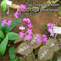 Pseuderanthemum alatum, Chocolate Plant

Click to see full-size image
