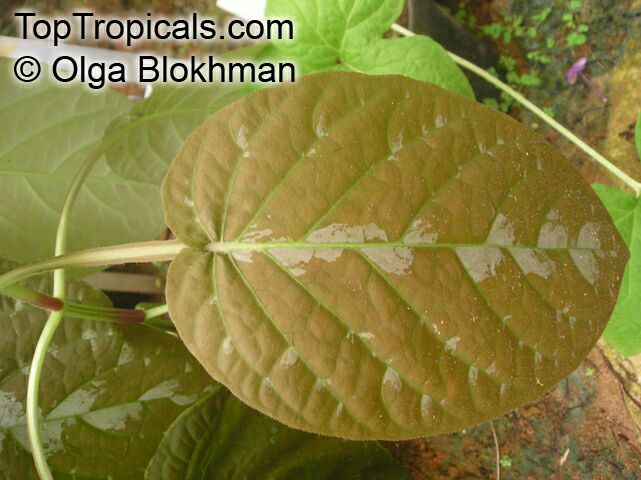 Pseuderanthemum alatum, Chocolate Plant