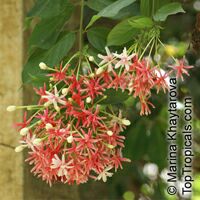 Quisqualis hybrid Thailand, Thai Double Flower Rangoon Creeper

Click to see full-size image