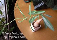 Raphionacme longifolia, Raphionacme 

Click to see full-size image