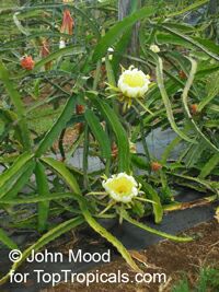 Selenicereus megalanthus, Pitaya, Pitahaya, Dragon Fruit, Strawberry Pear

Click to see full-size image