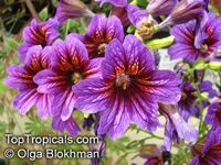 Salpiglossis sinuata, Painted Tongue

Click to see full-size image