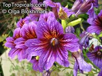Salpiglossis sinuata, Painted Tongue

Click to see full-size image