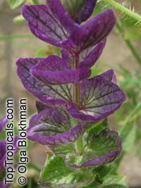 Salvia viridis, Annual Clary, Orval

Click to see full-size image