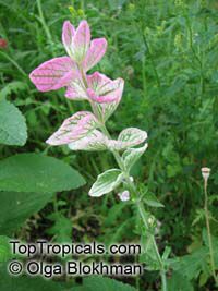 Salvia viridis, Annual Clary, Orval

Click to see full-size image