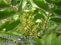 Sapindus saponaria, Soapberry

Click to see full-size image
