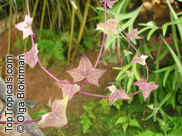 Senecio macroglossus, Flowering Ivy, Cape Ivy, Natal Ivy, Wax Vine
