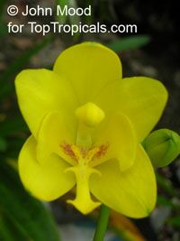 Spathoglottis kimballiana , Ground Orchid, Garden Orchid

Click to see full-size image
