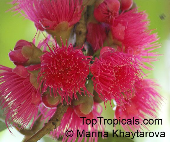 Syzygium malaccense, Eugenia malaccensis, Jambos malaccensis, Malay Apple, Macopa, Otaheite Apple, Pomarosa, Manzana