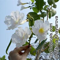 Tabebuia roseoalba, White Trumpet tree

Click to see full-size image