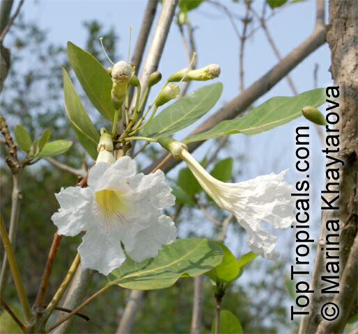 Tabebuia roseoalba, White Trumpet tree