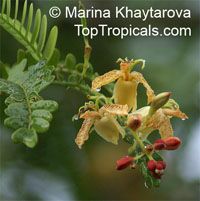 Tamarindus indica, Tamarind, Sampalok

Click to see full-size image