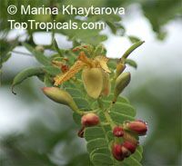 Tamarindus indica, Tamarind, Sampalok

Click to see full-size image