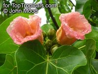 Thespesia populnea, Hibiscus populneus, Seaside Mahoe, Portia Tree, Milo 

Click to see full-size image