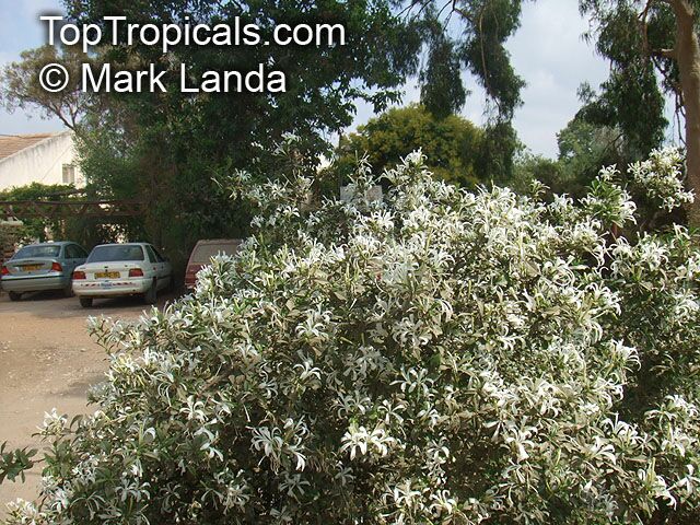 Turraea obtusifolia, Star Bush, South African Honeysuckle