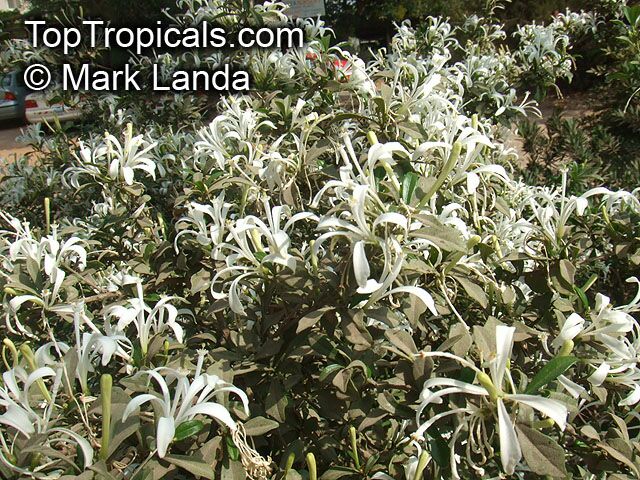 Turraea obtusifolia - seeds