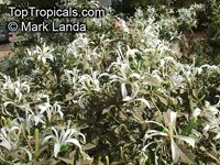 Turraea obtusifolia - seeds

Click to see full-size image