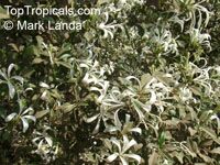 Turraea obtusifolia, Star Bush, South African Honeysuckle

Click to see full-size image
