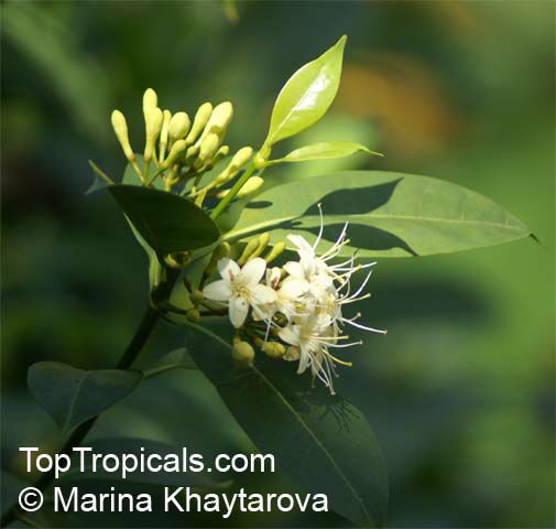 Fagraea fragrans, Cyrtophyllum fragrans, Tembusu, Ironwood