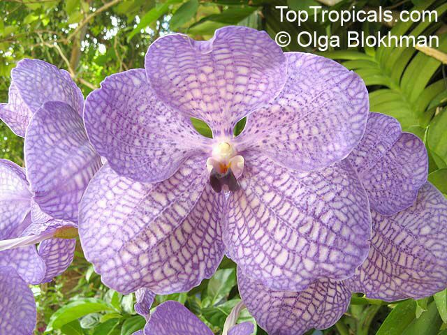 Vanda sp., Vanda Orchid. Vanda coerulea