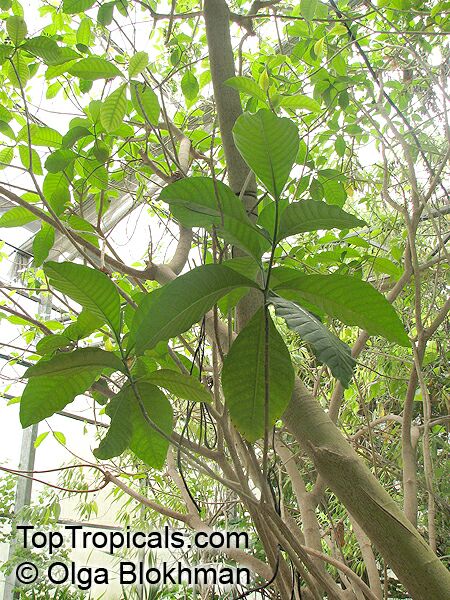 Voacanga africana , Wild Frangipani