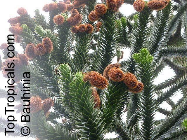 Araucaria araucana, Araucaria imbricata, Monkey Puzzle Tree, Chilean Pine. Male cones
