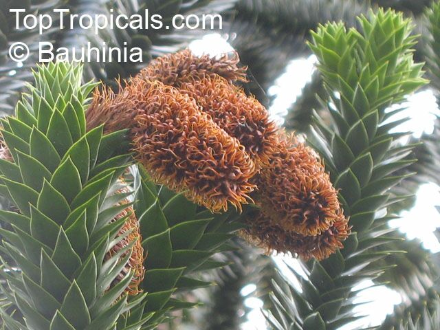 Araucaria araucana, Araucaria imbricata, Monkey Puzzle Tree, Chilean Pine. Male cones