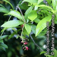Barringtonia acutangula , Freshwater Mangrove, Indian Oak, Indian Putat 

Click to see full-size image