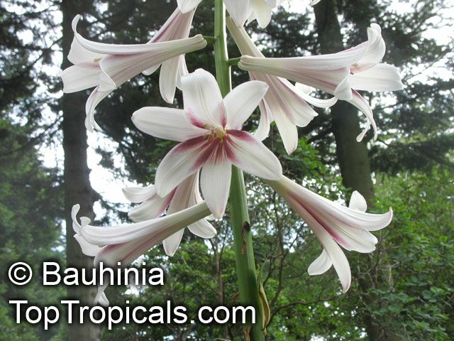 Cardiocrinum giganteum, Lilium giganteum, Giant Lily 