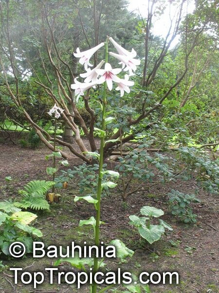 Cardiocrinum giganteum, Lilium giganteum, Giant Lily 