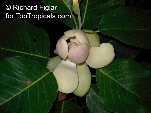 Magnolia delavayi, Chinese Evergreen Magnolia 