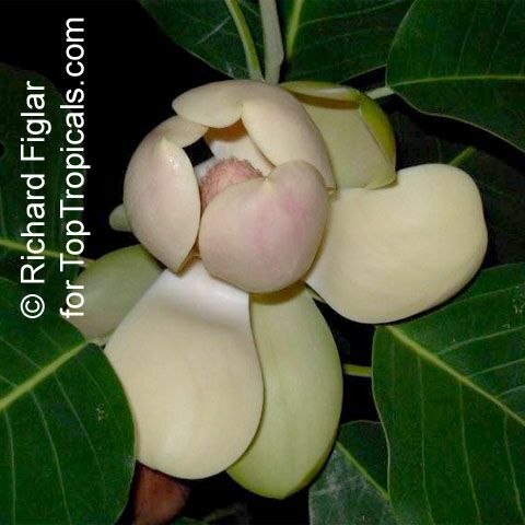Magnolia delavayi, Chinese Evergreen Magnolia 