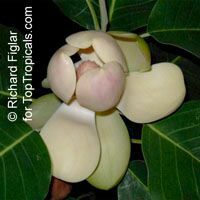 Magnolia delavayi, Chinese Evergreen Magnolia 

Click to see full-size image