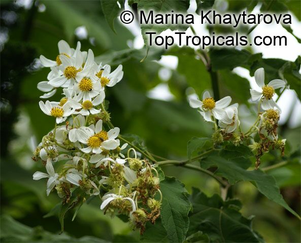 Montanoa hibiscifolia , Anzac Flower, Montanoa, Tree Daisy 