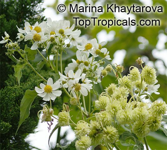 Montanoa hibiscifolia , Anzac Flower, Montanoa, Tree Daisy 