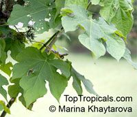 Montanoa hibiscifolia , Anzac Flower, Montanoa, Tree Daisy 

Click to see full-size image