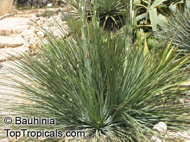 Yucca sp., Yucca, Adams Needle. Yucca glauca
