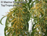 Acacia auriculiformis, Darwin Black Wattle, Ear Pod Wattle

Click to see full-size image