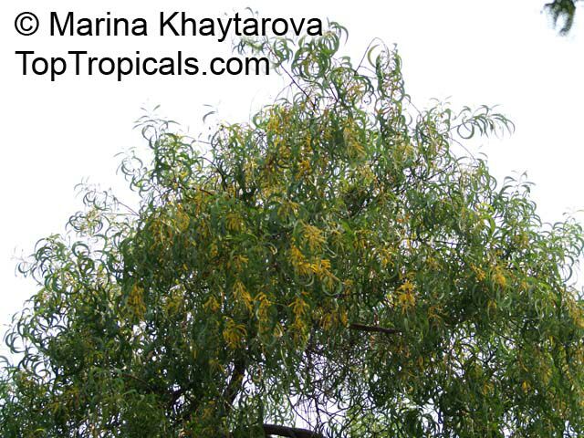 Acacia auriculiformis, Darwin Black Wattle, Ear Pod Wattle
