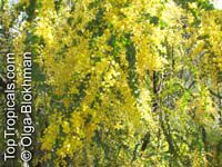 Acacia pravissima, Ovens Wattle

Click to see full-size image