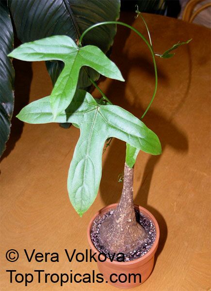 Adenia heterophylla, Modecca heterophylla , Adenia