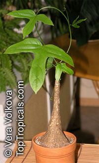 Adenia heterophylla, Modecca heterophylla , Adenia

Click to see full-size image
