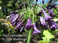 Agapanthus sp., African Lily

Click to see full-size image