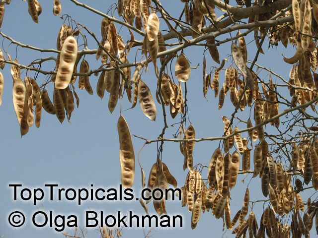 Albizia lebbeck, Mimosa lebbeck, Womans tongue, Siris-tree, Rain tree, East Indian walnut, Kokko, Soros-tree, Raom tree