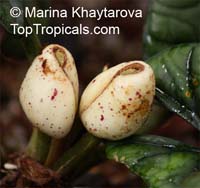 Alocasia reginae, Shell Alocasia

Click to see full-size image