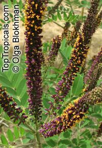 Amorpha fruticosa , Desert False Indigo

Click to see full-size image