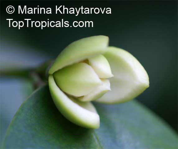 Anaxagorea javanica, Champun, Twin-seed, Bunga Pompun, Kekapur 