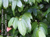 Anaxagorea javanica, Champun, Twin-seed, Bunga Pompun, Kekapur 

Click to see full-size image