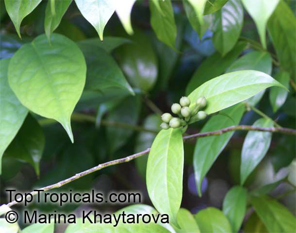 Anaxagorea javanica, Champun, Twin-seed, Bunga Pompun, Kekapur 